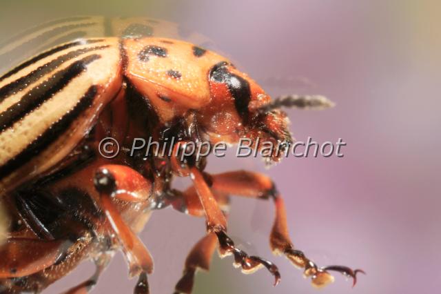 leptinotarsa decemlineata 2.JPG - Leptinotarsa decemlineata (Portrait)Doryphore de la pomme de terreColorado potato beetleColeoptera, ChrysomelidaeFrance
